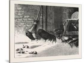 Waiting for a Break. 1876, Chicken, Chickens, Bird, Birds, Fowl, Fowls-null-Stretched Canvas