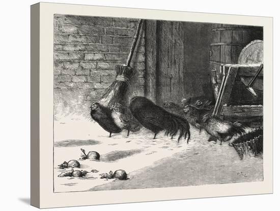Waiting for a Break. 1876, Chicken, Chickens, Bird, Birds, Fowl, Fowls-null-Stretched Canvas