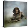 Waiting for a Cue German Shorthaired Pointer-Jai Johnson-Stretched Canvas