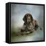 Waiting for a Cue German Shorthaired Pointer-Jai Johnson-Framed Stretched Canvas