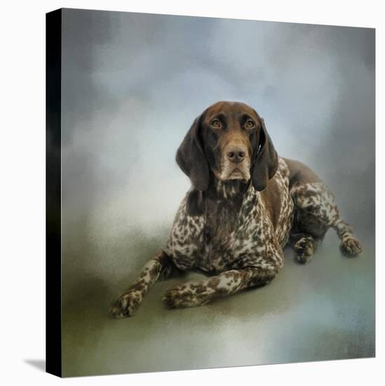 Waiting for a Cue German Shorthaired Pointer-Jai Johnson-Stretched Canvas