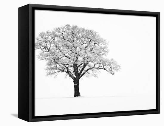 Waiting for Spring-Doug Chinnery-Framed Stretched Canvas