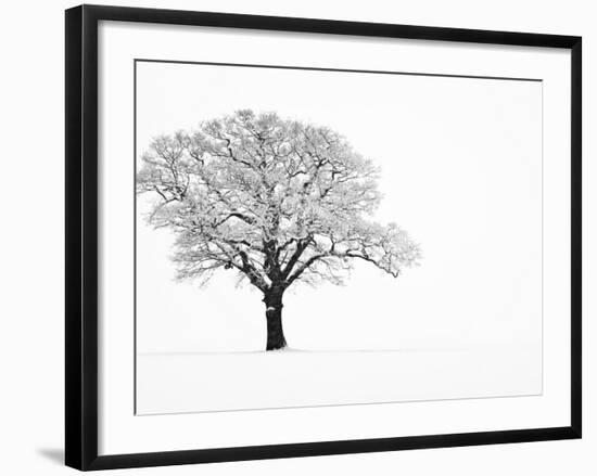 Waiting for Spring-Doug Chinnery-Framed Premium Photographic Print