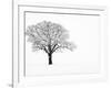 Waiting for Spring-Doug Chinnery-Framed Photographic Print