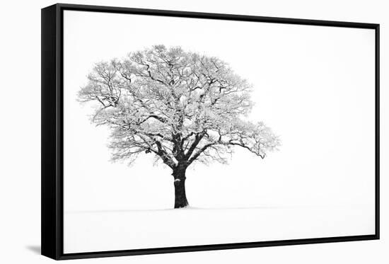 Waiting for Spring-Doug Chinnery-Framed Stretched Canvas