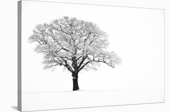 Waiting for Spring-Doug Chinnery-Stretched Canvas