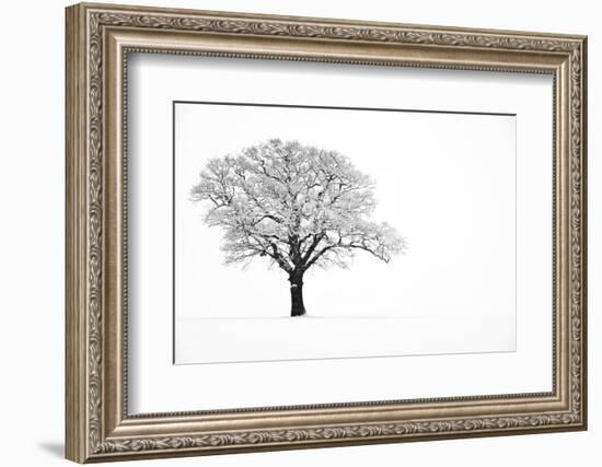 Waiting for Spring-Doug Chinnery-Framed Photographic Print