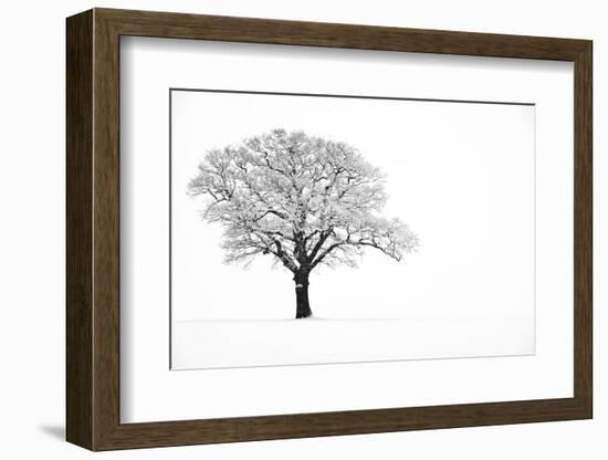 Waiting for Spring-Doug Chinnery-Framed Photographic Print