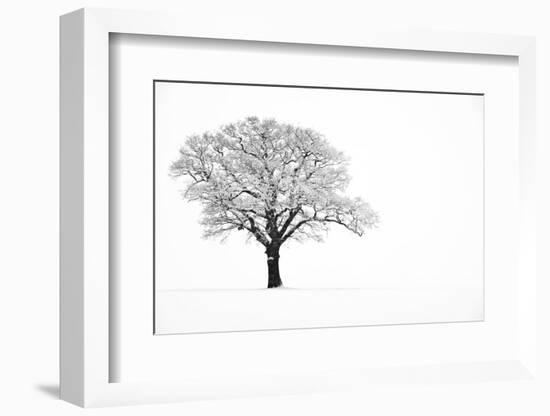 Waiting for Spring-Doug Chinnery-Framed Photographic Print