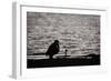 Waiting for That Perfect Shot-Sharon Wish-Framed Photographic Print