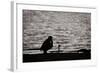 Waiting for That Perfect Shot-Sharon Wish-Framed Photographic Print