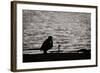 Waiting for That Perfect Shot-Sharon Wish-Framed Photographic Print