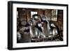 Waiting for the Day-Stephen Arens-Framed Premium Photographic Print