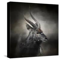 Waiting for the Storm Nyala Buck-Jai Johnson-Stretched Canvas