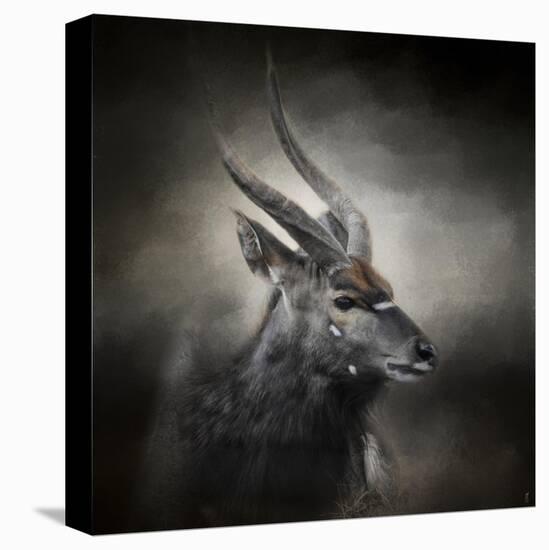 Waiting for the Storm Nyala Buck-Jai Johnson-Stretched Canvas