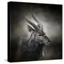 Waiting for the Storm Nyala Buck-Jai Johnson-Stretched Canvas