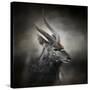 Waiting for the Storm Nyala Buck-Jai Johnson-Stretched Canvas