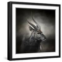 Waiting for the Storm Nyala Buck-Jai Johnson-Framed Giclee Print