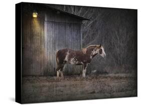 Waiting for Winter Horse-Jai Johnson-Stretched Canvas