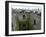 Waiting in Line To Kiss The Blarney Stone, Blarney Castle, Ireland-Cindy Miller Hopkins-Framed Photographic Print