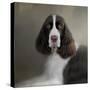 Waiting Patiently English Springer Spaniel-Jai Johnson-Stretched Canvas