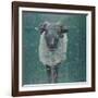 Waiting Sheep, 2000-Peter Wilson-Framed Giclee Print