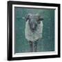 Waiting Sheep, 2000-Peter Wilson-Framed Giclee Print