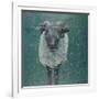 Waiting Sheep, 2000-Peter Wilson-Framed Giclee Print