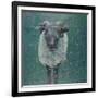 Waiting Sheep, 2000-Peter Wilson-Framed Giclee Print