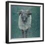 Waiting Sheep, 2000-Peter Wilson-Framed Giclee Print