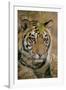 Waiting Tiger-Staffan Widstrand-Framed Giclee Print