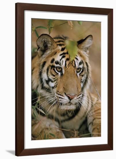 Waiting Tiger-Staffan Widstrand-Framed Giclee Print