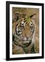 Waiting Tiger-Staffan Widstrand-Framed Giclee Print