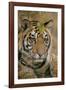 Waiting Tiger-Staffan Widstrand-Framed Giclee Print