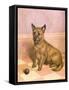 Waiting to Play, a Cairn Terrier with a Ball-Frank Paton-Framed Stretched Canvas