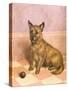 Waiting to Play, a Cairn Terrier with a Ball-Frank Paton-Stretched Canvas