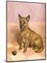 Waiting to Play, a Cairn Terrier with a Ball-Frank Paton-Mounted Giclee Print