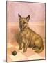 Waiting to Play, a Cairn Terrier with a Ball-Frank Paton-Mounted Giclee Print