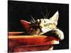 Wake Me When It Is Dinner Time-Dorothy Berry-Lound-Stretched Canvas