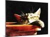 Wake Me When It Is Dinner Time-Dorothy Berry-Lound-Mounted Giclee Print