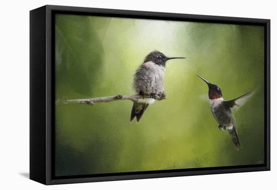 Wake Up Call Hummingbirds-Jai Johnson-Framed Stretched Canvas