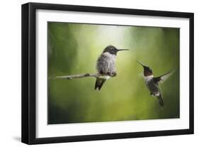 Wake Up Call Hummingbirds-Jai Johnson-Framed Giclee Print