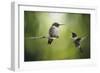 Wake Up Call Hummingbirds-Jai Johnson-Framed Giclee Print