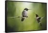 Wake Up Call Hummingbirds-Jai Johnson-Framed Stretched Canvas