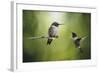 Wake Up Call Hummingbirds-Jai Johnson-Framed Giclee Print