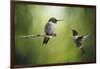 Wake Up Call Hummingbirds-Jai Johnson-Framed Giclee Print