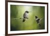 Wake Up Call Hummingbirds-Jai Johnson-Framed Giclee Print