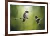 Wake Up Call Hummingbirds-Jai Johnson-Framed Giclee Print