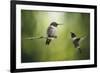 Wake Up Call Hummingbirds-Jai Johnson-Framed Giclee Print