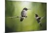 Wake Up Call Hummingbirds-Jai Johnson-Mounted Giclee Print